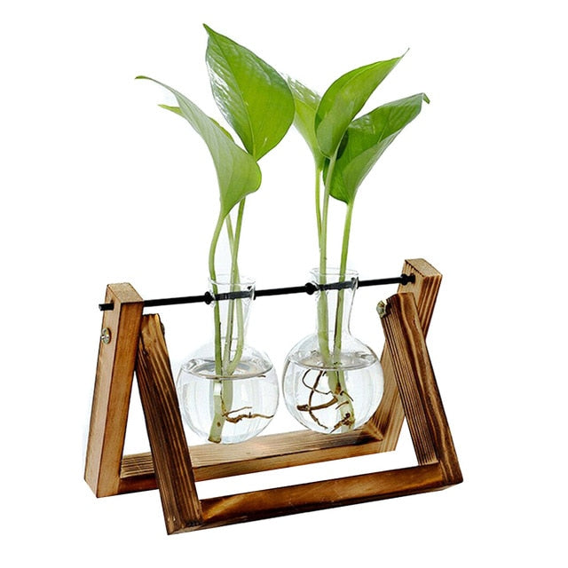 Hydroponic Glass Planter Vase - Homegenics