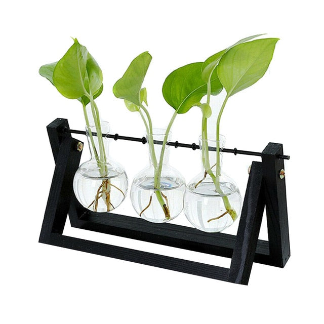 Hydroponic Glass Planter Vase - Homegenics